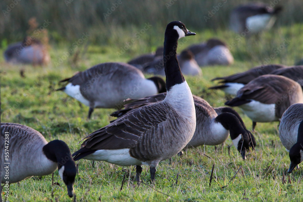 A large flock of geese, including Canadian Geese on a field and hunting for food. This photograph was taken on a cold December morning. A large flock of geese, including Canadian Geese on a field and hunting for food. This photograph was taken on a cold December morning.