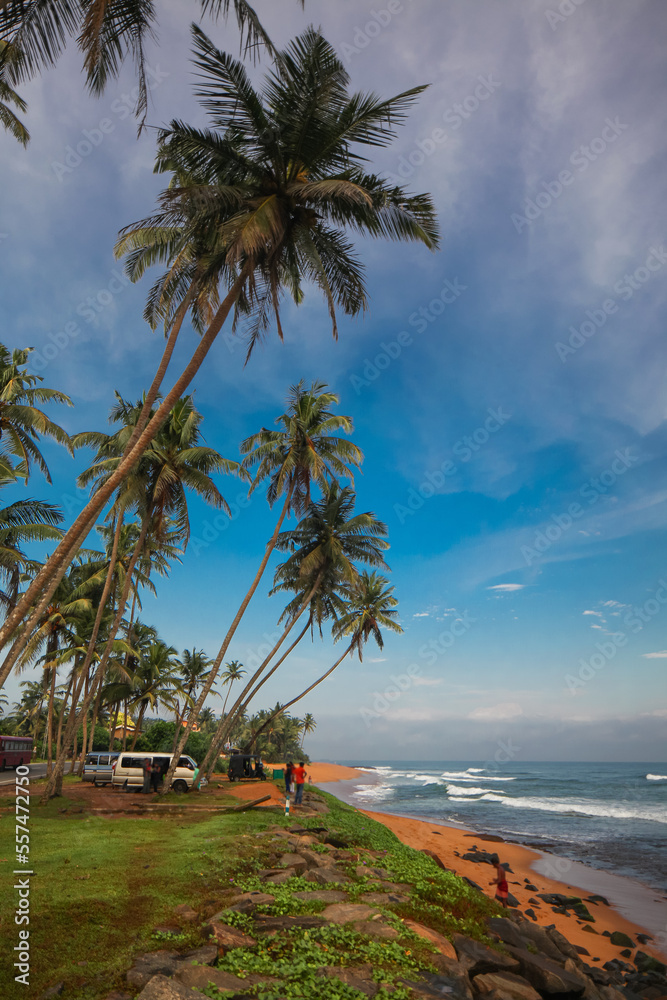 palm trees ocean beach sri lanka palm trees ocean beach sri lanka