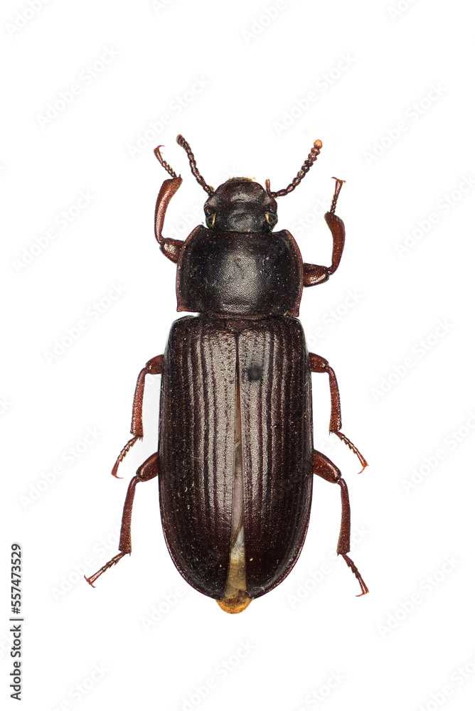 Yellow mealworm beetle, Tenebrio molitor, a species of darkling beetle. Yellow mealworm beetle, Tenebrio molitor, a species of darkling beetle.