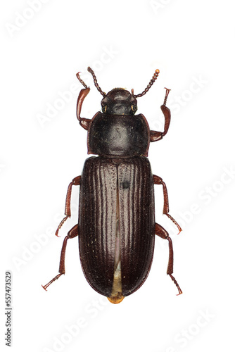 Yellow mealworm beetle, Tenebrio molitor, a species of darkling beetle.