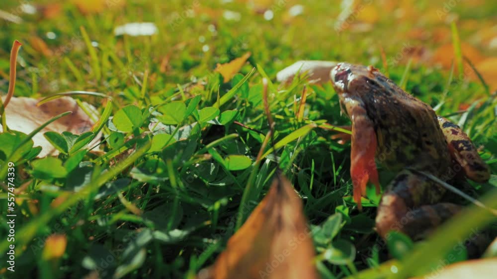Frog hides in yellowed and green grass jumping away. Wildlife and scenic nature on sunny autumn day in countryside closeup slow motion Frog hides in yellowed and green grass jumping away. Wildlife and scenic nature on sunny autumn day in countryside closeup slow motion