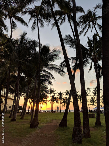 Sunset as it lowers towards the ocean shining through row of Coconut trees along path