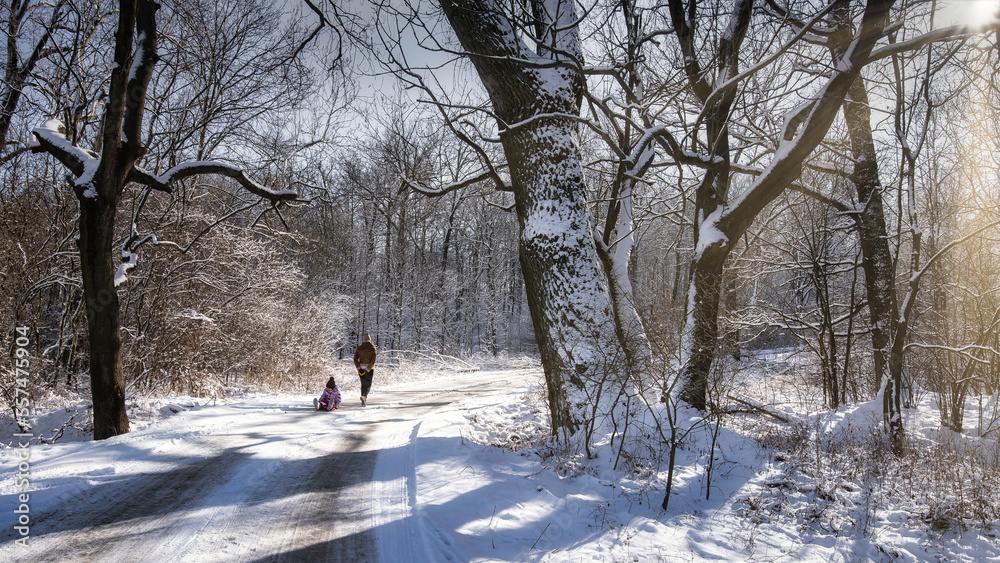 Beautiful and cold winter in the forest
