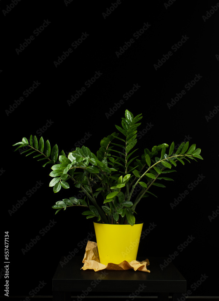 Zamioculcas in a yellow pot on a black background with an element of craft packaging Zamioculcas in a yellow pot on a black background with an element of craft packaging