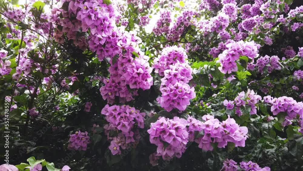 Beautiful purple flowers and green plants for background Beautiful purple flowers and green plants for background