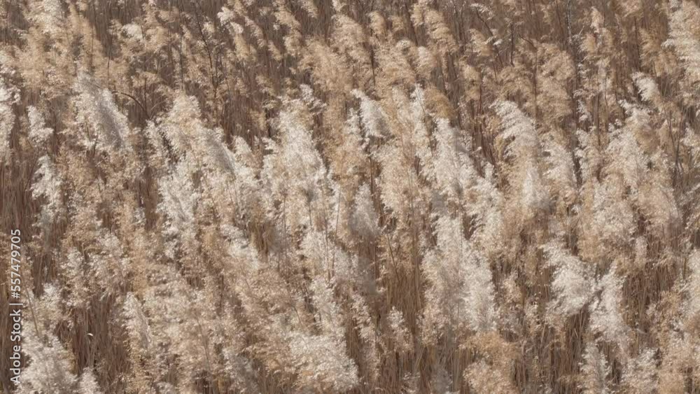 reeds swaying with the wind dry reeds
