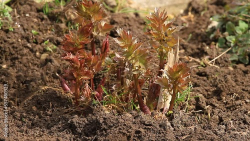 Wallpaper Mural Video Torontodigital.ca