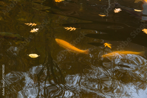 Golden trout in the river. Breeding of trout and char. photo