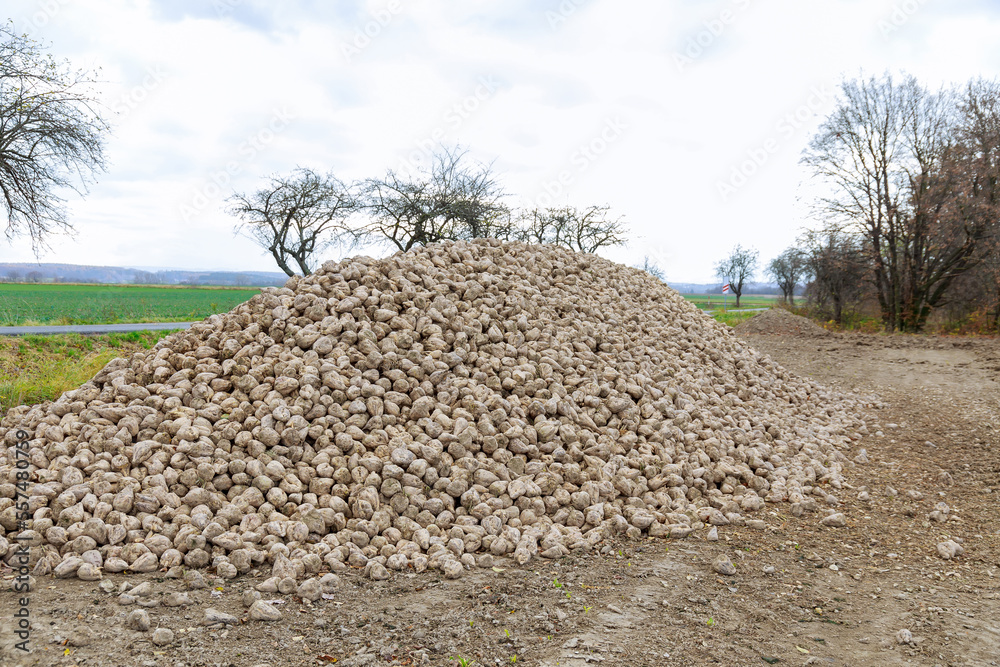 Heap of sugar beets on the background of a green field. Harvested harvest.