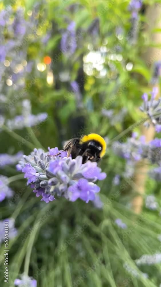 abejorro recolectando polen en lavanda en cámara lenta abejorro recolectando polen en lavanda en cámara lenta