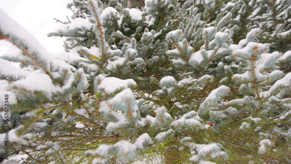 Pine branches with snow in the winter forest. Clockwise motion. Pine branches with snow in the winter forest. Clockwise motion.