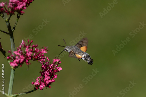 A Hummingbird Hawk-moth ( Macroglossum stellatarum) hovering over flowers. Le Moro sphinx.