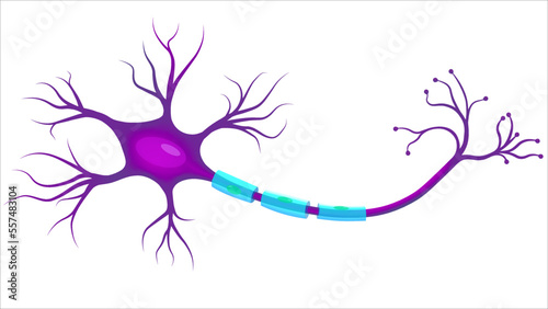 Neuron, Neurone, or Nerve Cell - Anatomy and Histology Nerve Cell - Axon, Schwann Cell, Dendrite, Synapse - Vector Illustration