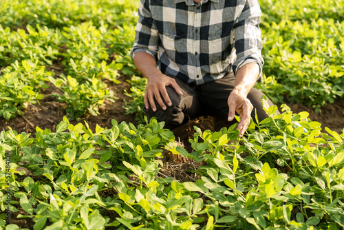 Smart farmers read or produce quality reports and insect bites on peanut leaves. Target farming with vintage template on sunlight agriculture concept, asia man farmer worker