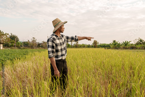 A clever farmer holds jasmine grains and insect bites on peanut leaves. Agriculture concept, Asia farmer worker, prototype farm, jasmine rice seeds © makibestphoto