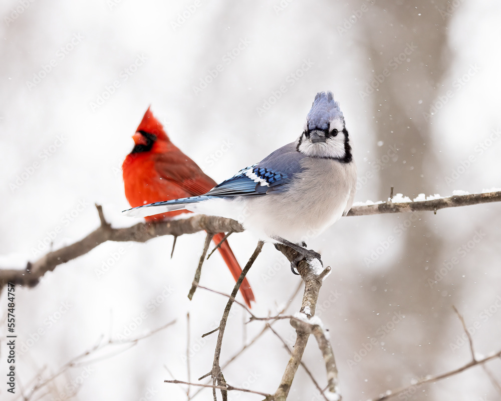 Beautiful blue jay bird perched on a tree branch with a red male northern  cardinal in