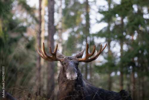 Moose bull with big antlers close up in forest with blurred background. Selective focus.