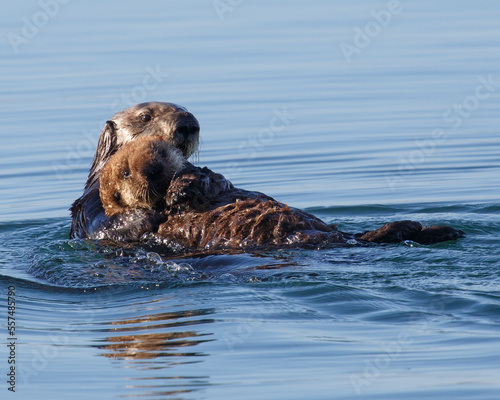 Sea Otter and her Pup