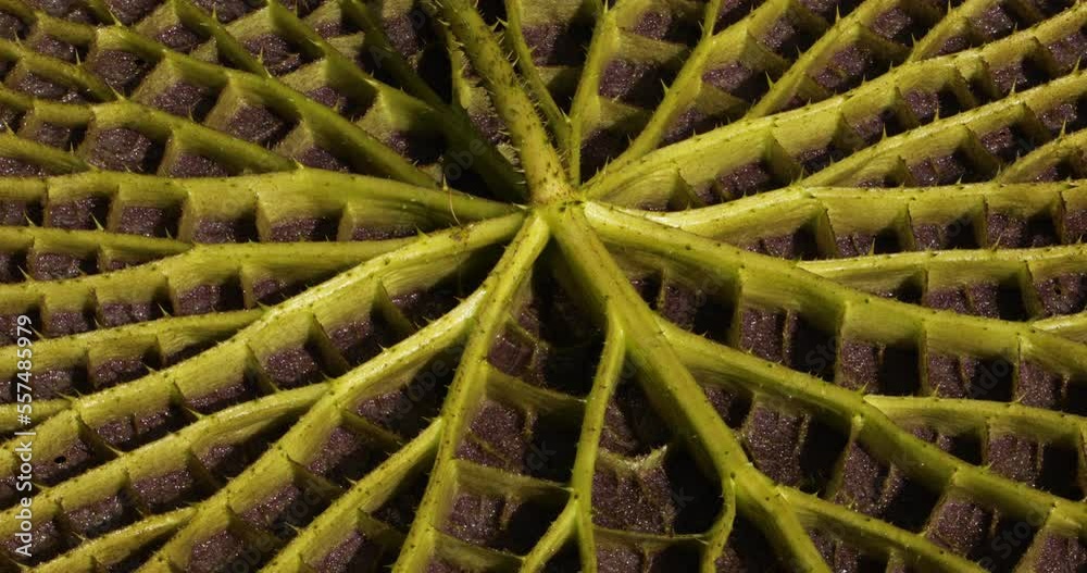Botany. Exotic aquatic plants. Wildlife. Underside of a Royal Water Lily, Victoria amazonica, leaf. We can see the petiole, protective thorns, nerves and veins system creating floating air chambers. Botany. Exotic aquatic plants. Wildlife. Underside of a Royal Water Lily, Victoria amazonica, leaf. We can see the petiole, protective thorns, nerves and veins system creating floating air chambers.