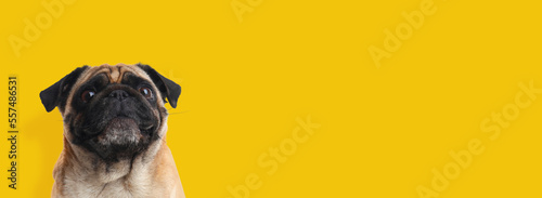 Happy pet. Cute Pug dog smiling on yellow background, space for text. Banner design
