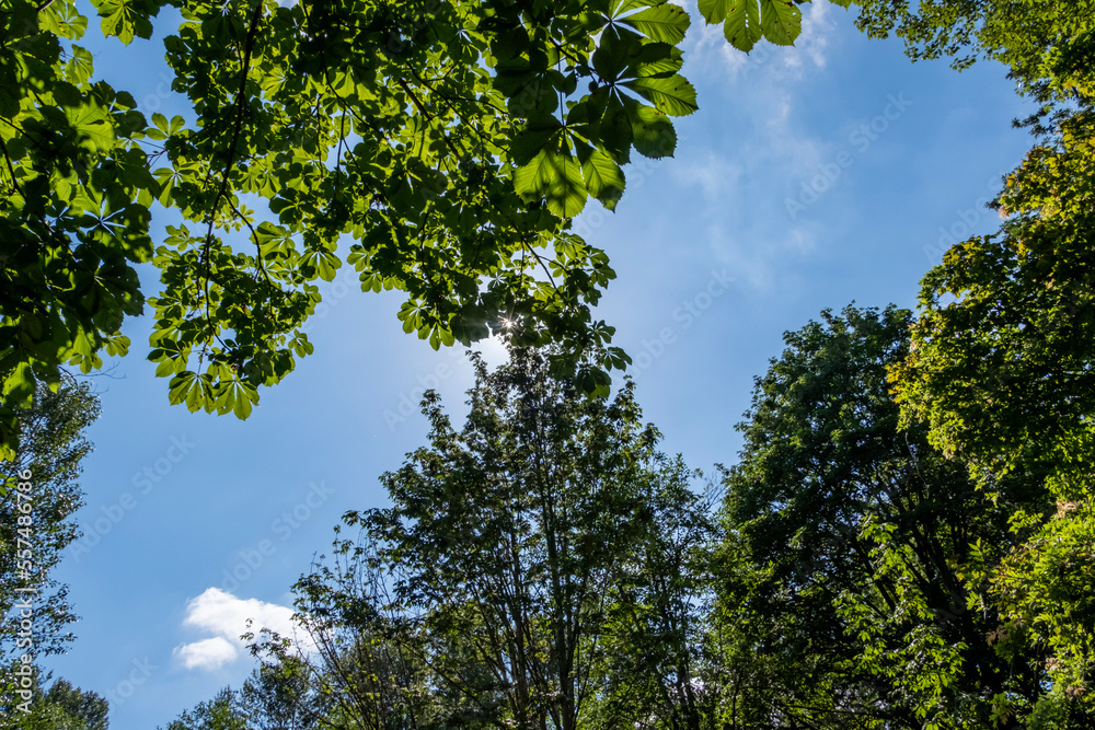 Fototapeta premium Overhead view of summer sky with sun through the trees