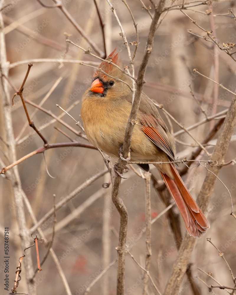 Fototapeta premium Beautiful female northern cardinal perched deep in a bushy area perched on branch. This bird is known as a songbird, red and winter bird. Photographed in its environment on a clear mild winter day.