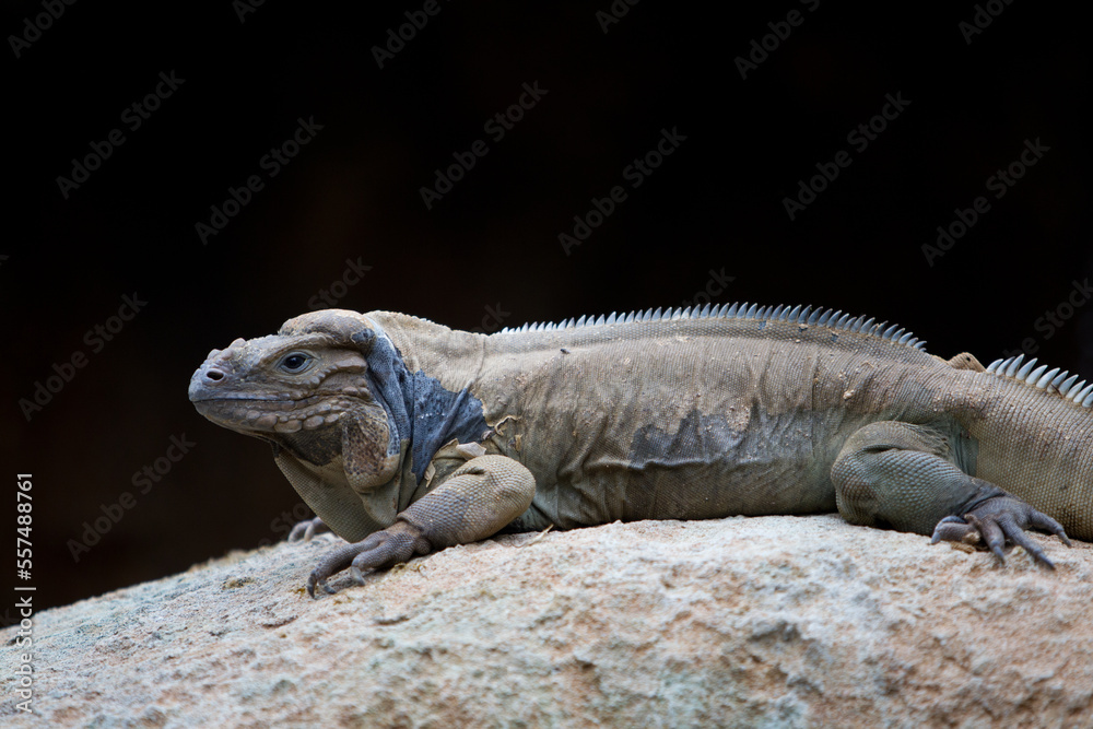 Obraz premium iguana on a rock