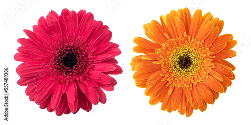Red orange gerbera flowers isolated on transparent background