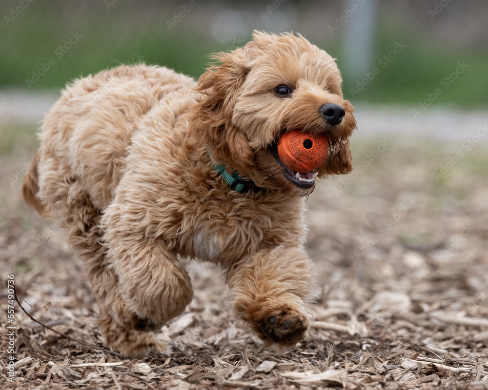 A small brown mixed breed poodle puppy dog runs and plays at a local dog park carrying an orange rubber toy ball. Close up image of a young pet dog playing off leash in a fenced park in a safe area. A small brown mixed breed poodle puppy dog runs and plays at a local dog park carrying an orange rubber toy ball. Close up image of a young pet dog playing off leash in a fenced park in a safe area.