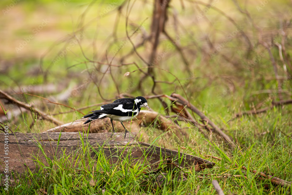 Obraz premium Australian Magpie Lark