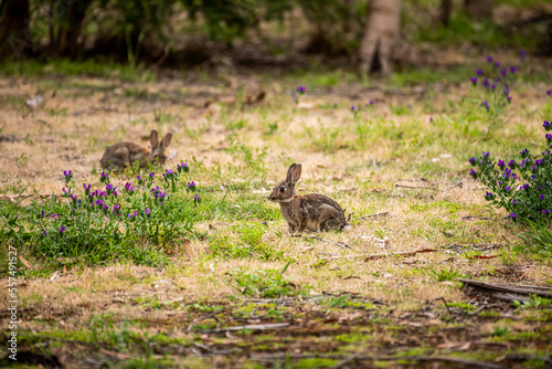 Australian European Rabbit © JohnHoward