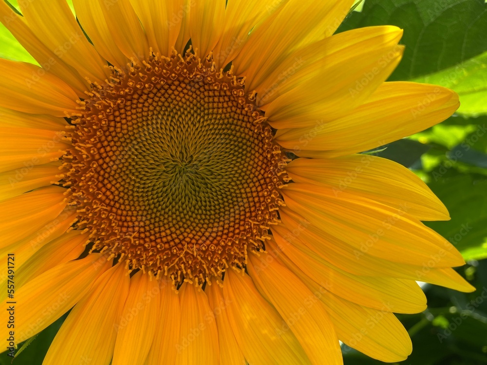 sunflower close up sunflower close up