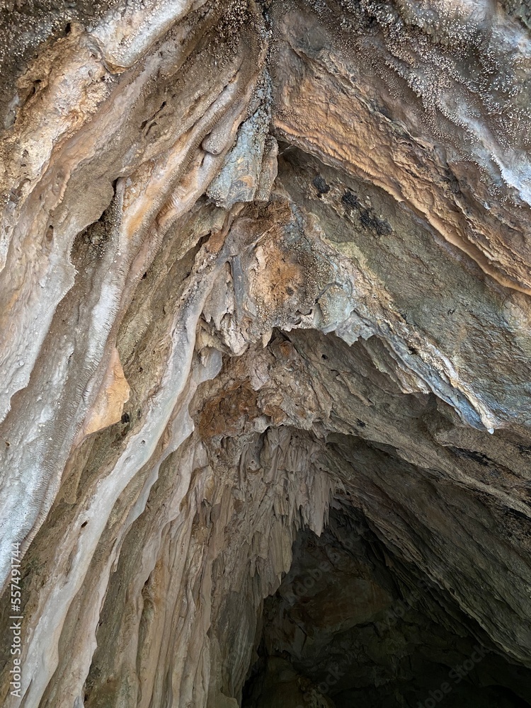 Cave as bark of a tree