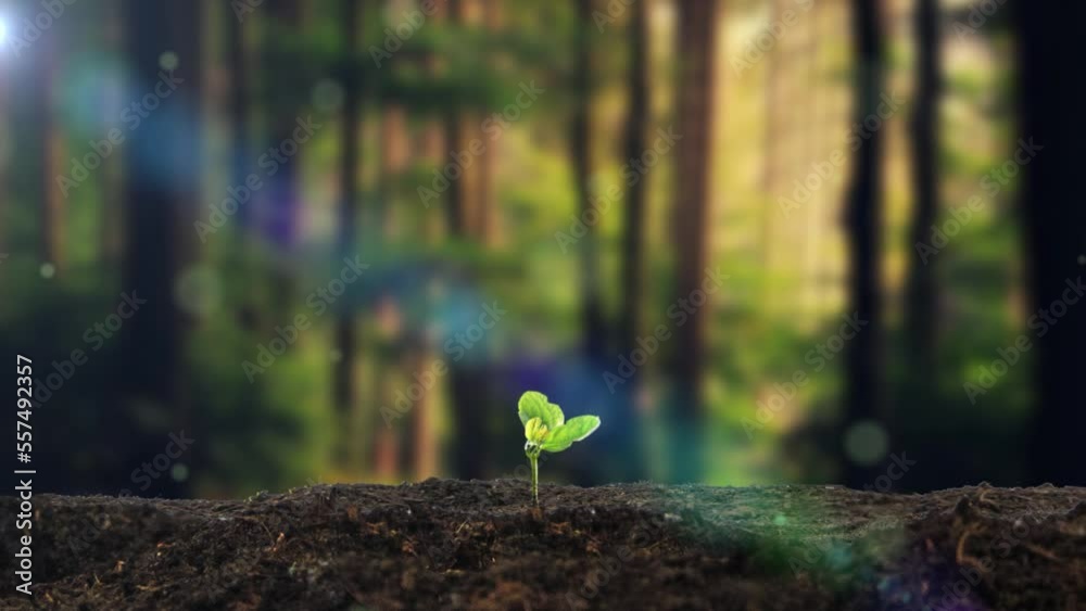 Time-lapse photography of grass seeds sprouting and growing
