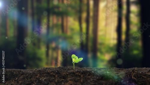 Time-lapse photography of grass seeds sprouting and growing
