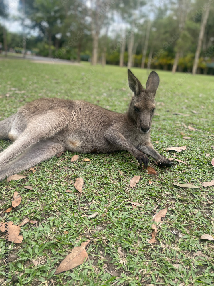 Fototapeta premium kangaroo in the grass