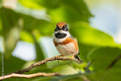 Close up of a black-throated bushtit (aegithalos concinnus) standing or sitting on a branch photo