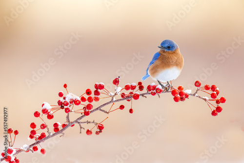 Eastern blue bird on a branch full of red berries 