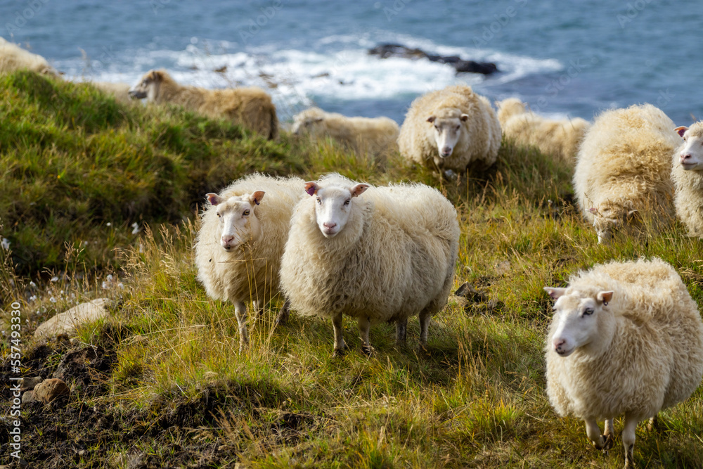 Naklejka premium Icelandic Sheep Graze in the Mountain Meadow near Ocean Coastline, Group of Domestic Animal in Pure and Clear Nature. Ecologically Clean Lamb Meat and Wool Production. Scenic Area