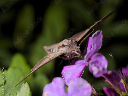 Convolvulus hawk-moth drinking nectar from a purple flower in flight.
