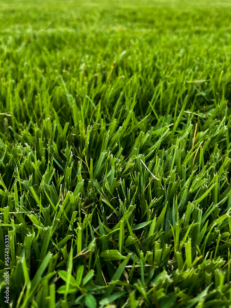 Fototapeta premium green grass background