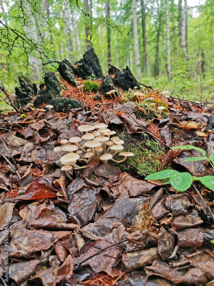 leaves in the forest leaves in the forest
