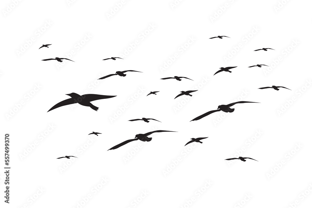 Fototapeta premium Seagull vector. Illustration of a flock of seagulls flying in the sky