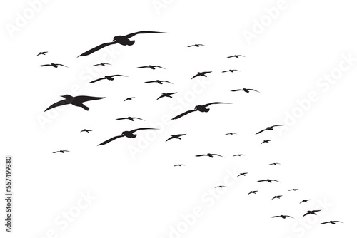 Seagull vector. Illustration of a flock of seagulls flying in the sky