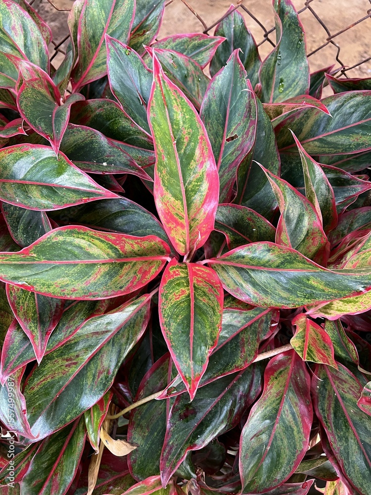 Obraz premium Aglaonema leaf in nature garden