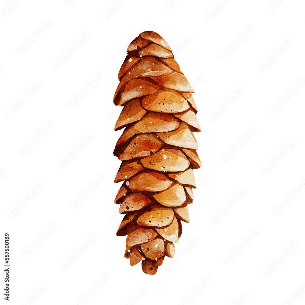 Pine cone watercolor