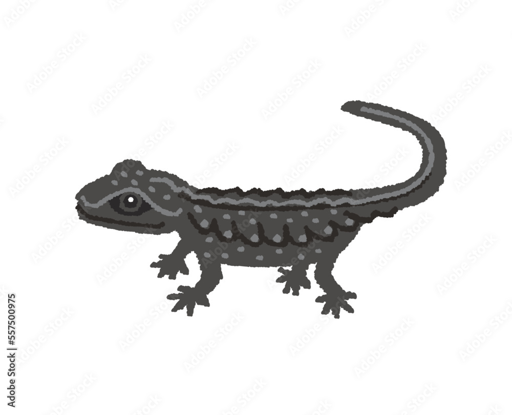 Obraz premium イボイモリの手描きイラスト