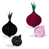 illustration of onion isolated