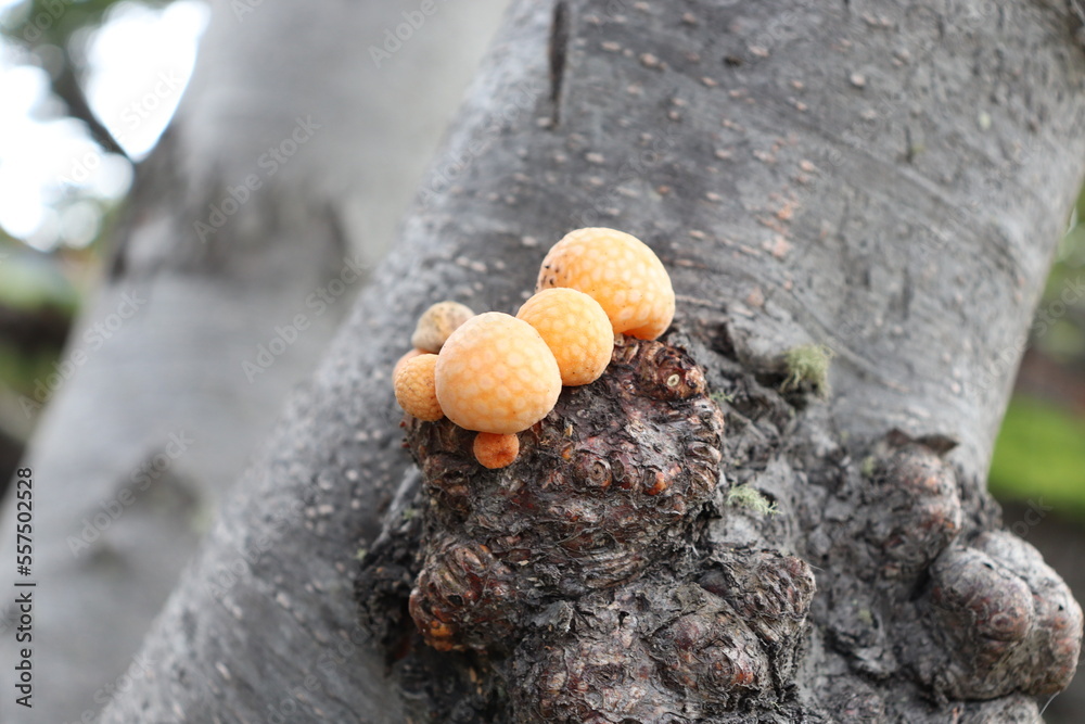 Obraz premium Pan de indio