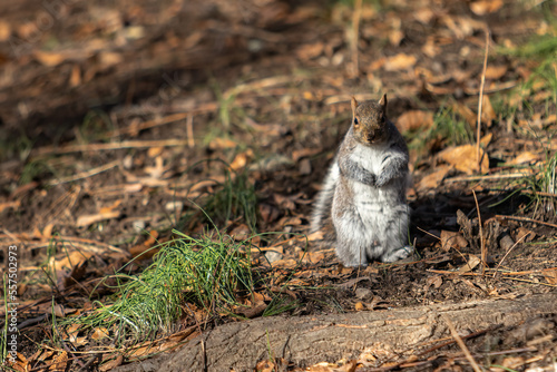Cute Squirrel Standing 